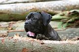 CANE CORSO 996
